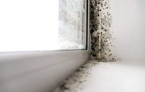 5 Tips to Deal with Mold on your Drywall